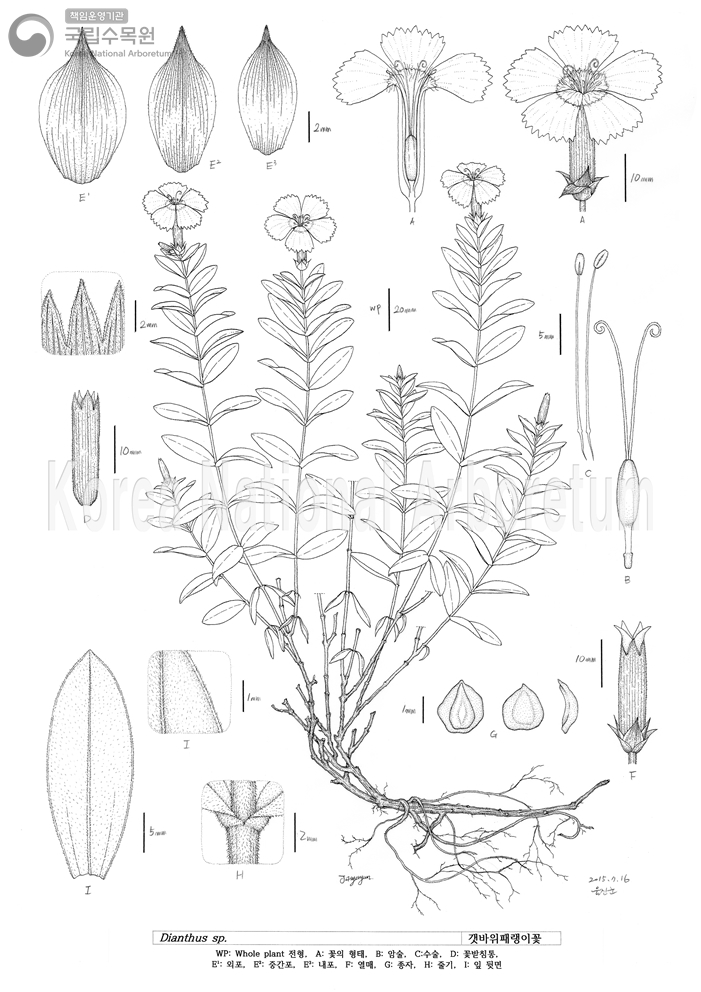 Plant Illustration Detailed View