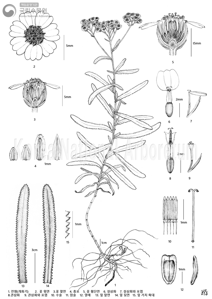 Plant Illustration Detailed View