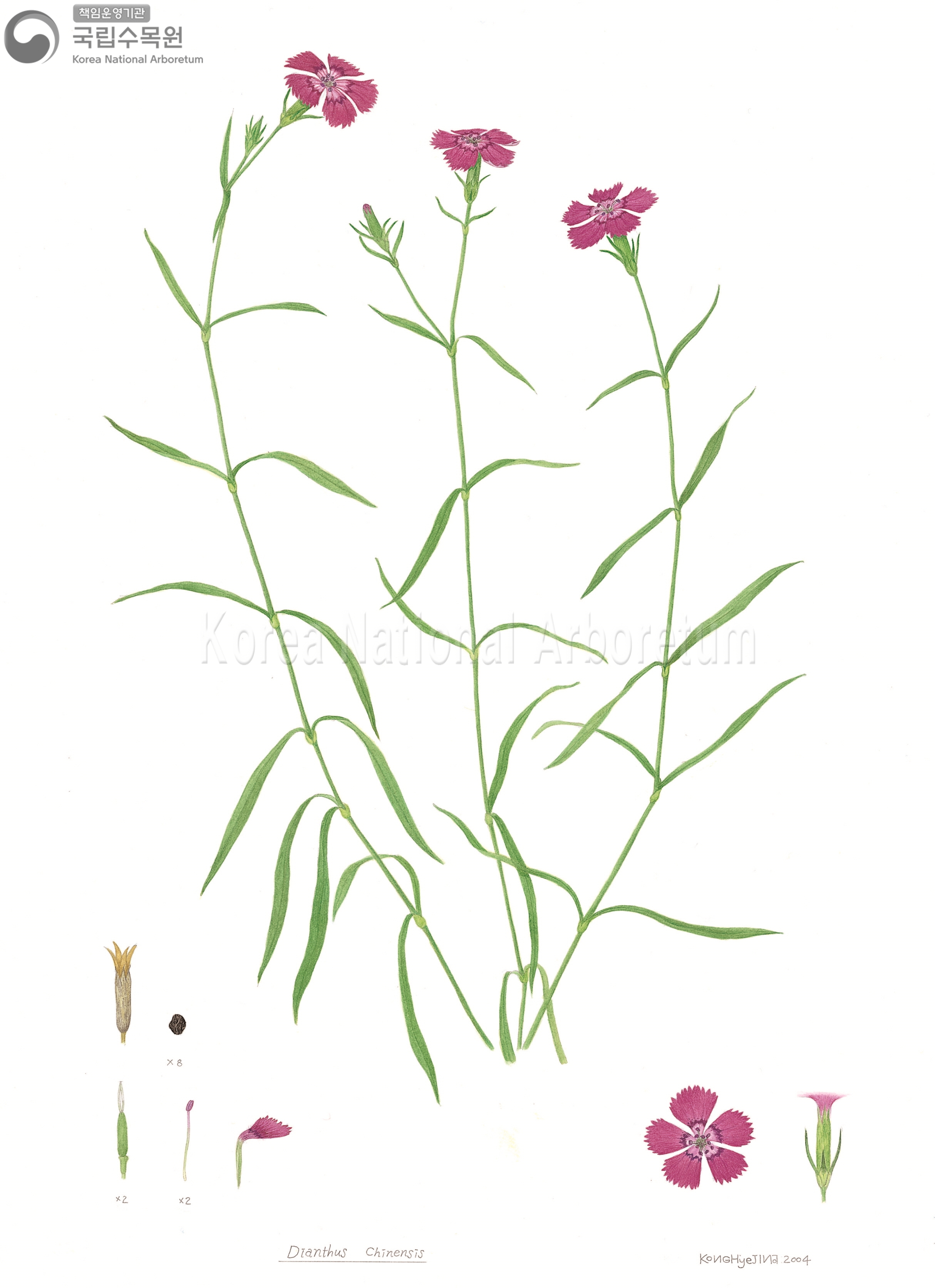 Plant Illustration Detailed View