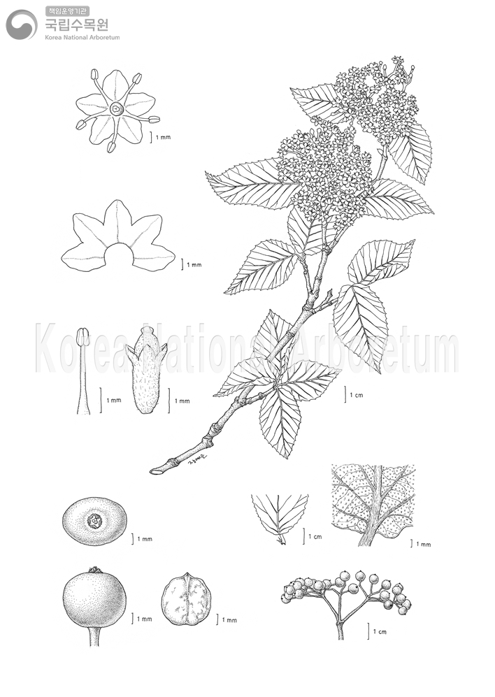 Plant Illustration Detailed View