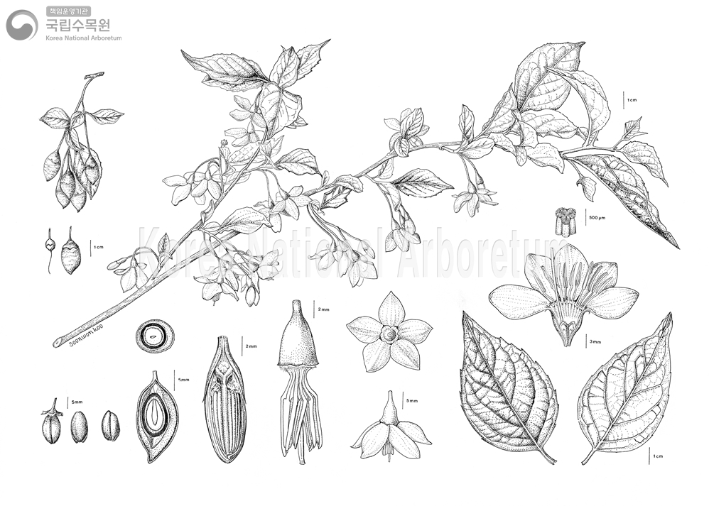 Plant Illustration Detailed View