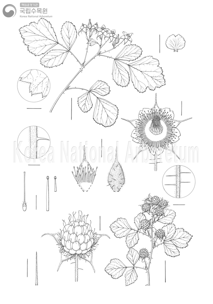 Plant Illustration Detailed View