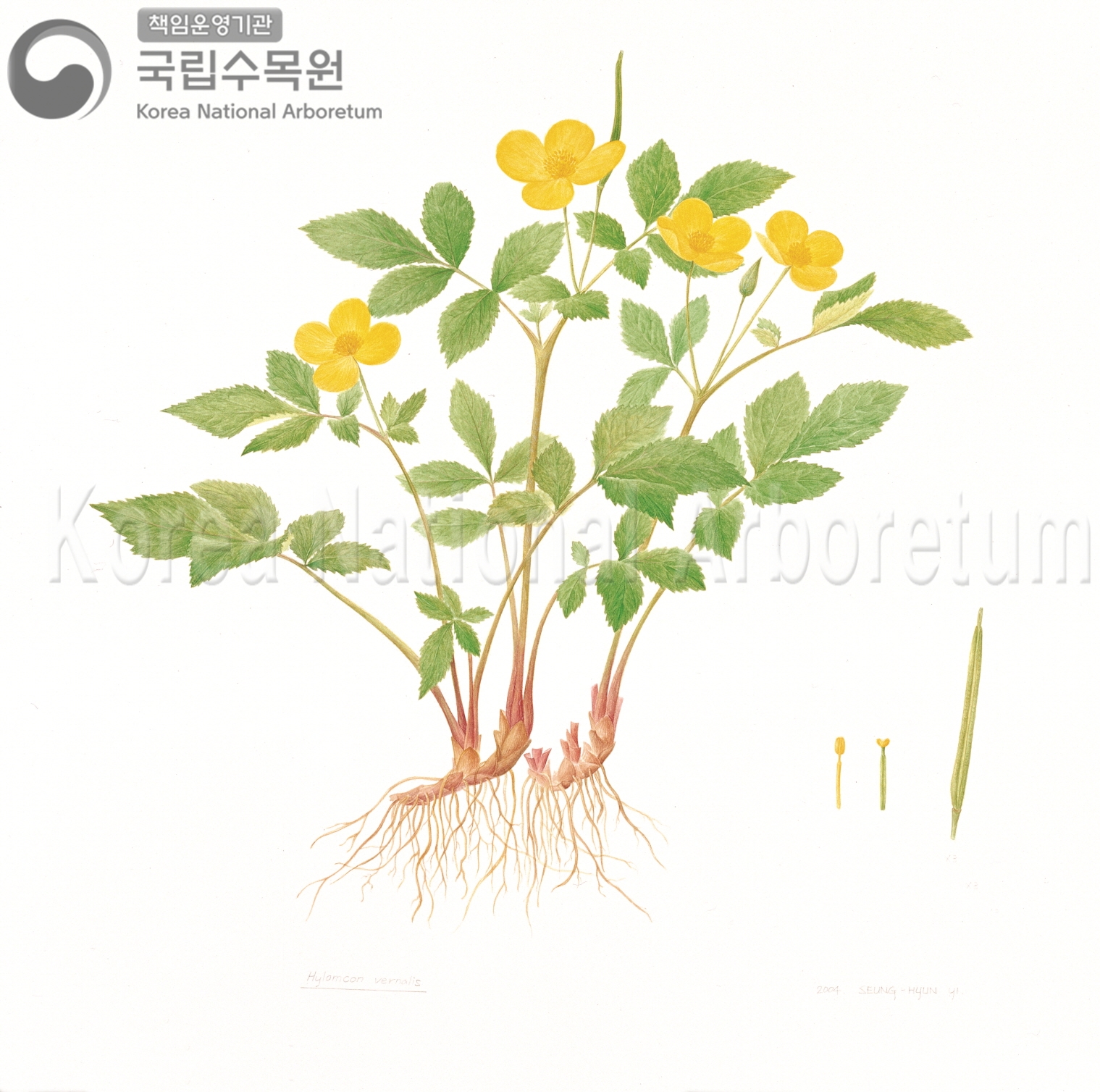 Plant Illustration Detailed View