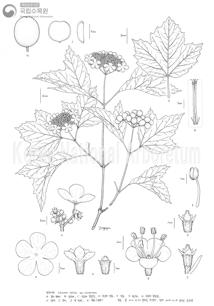 Plant Illustration Detailed View