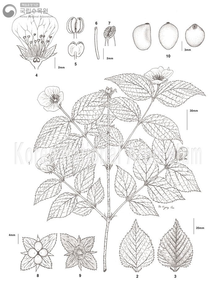 Plant Illustration Detailed View