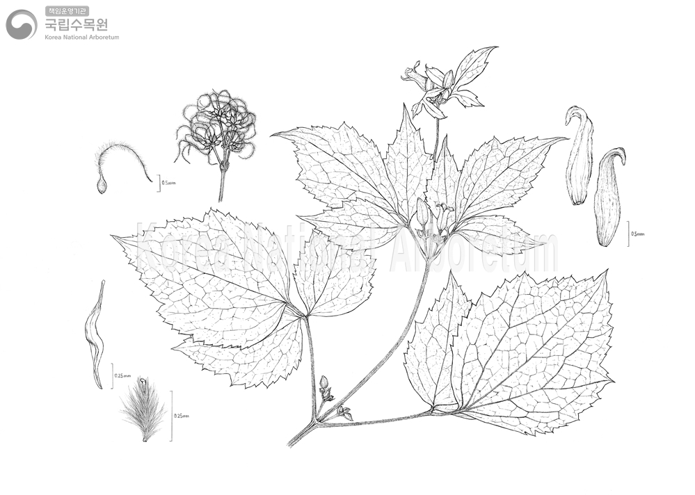 Plant Illustration Detailed View