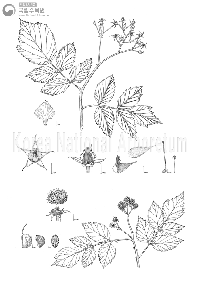 Plant Illustration Detailed View