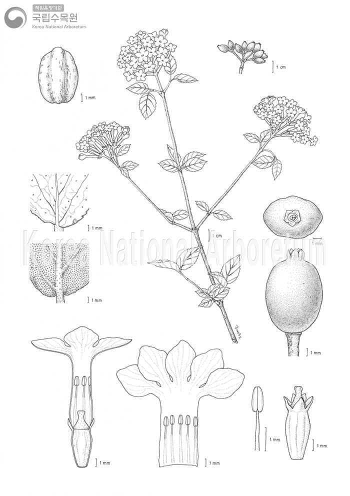 Plant Illustration Detailed View