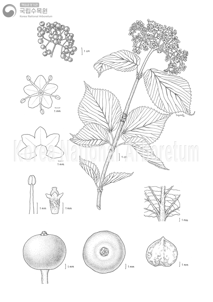 Plant Illustration Detailed View