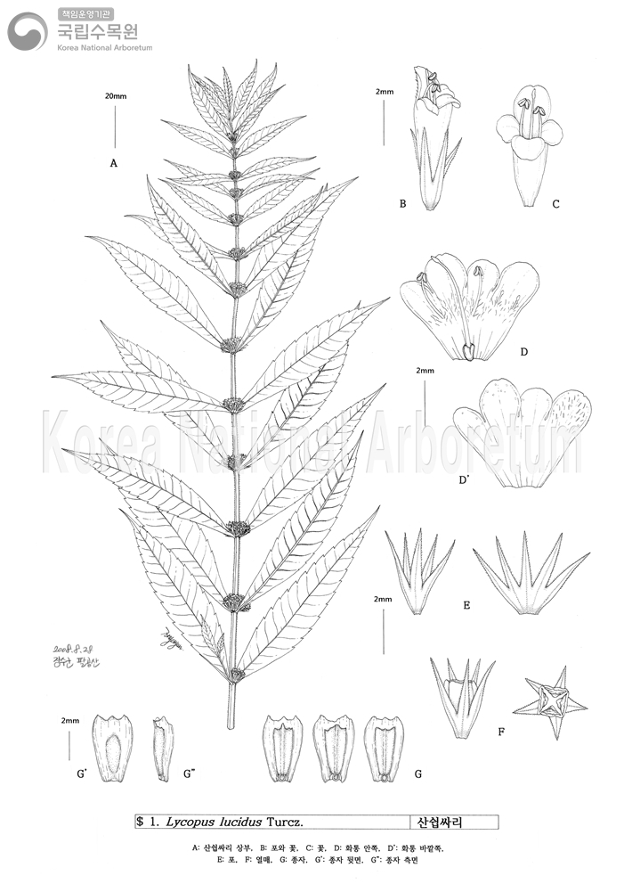 Plant Illustration Detailed View