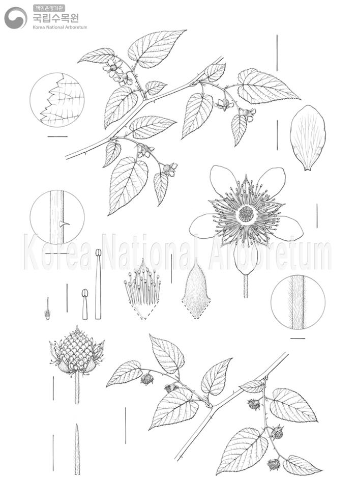 Plant Illustration Detailed View