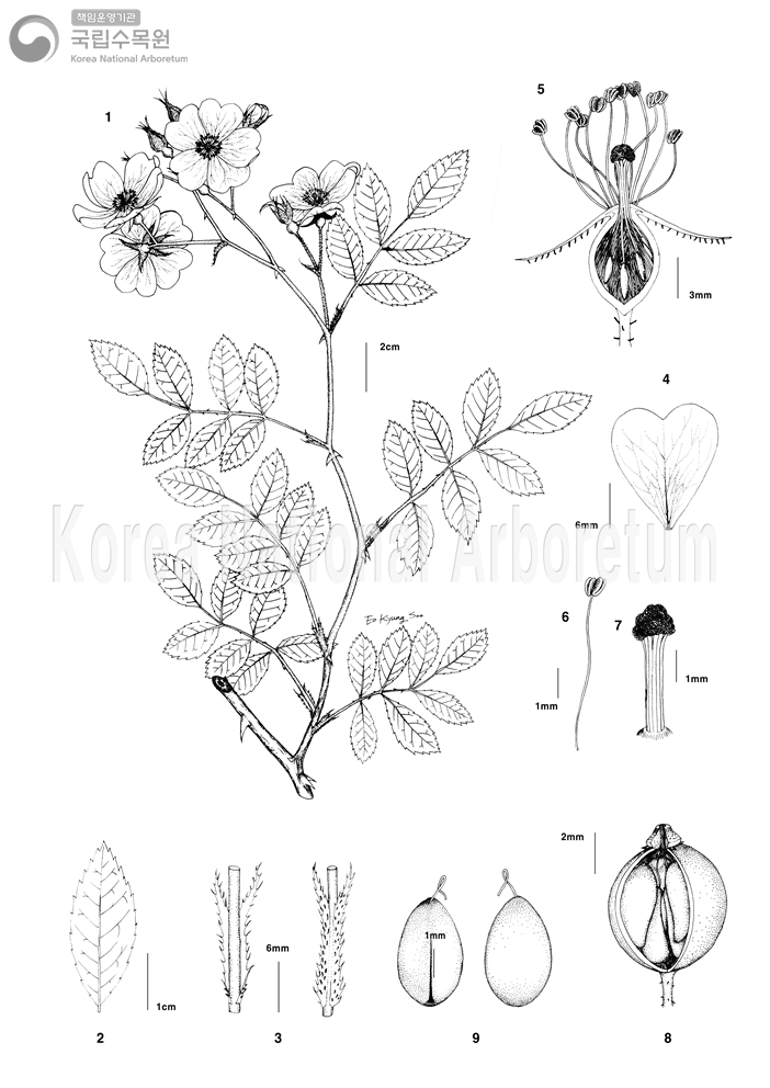 Plant Illustration Detailed View