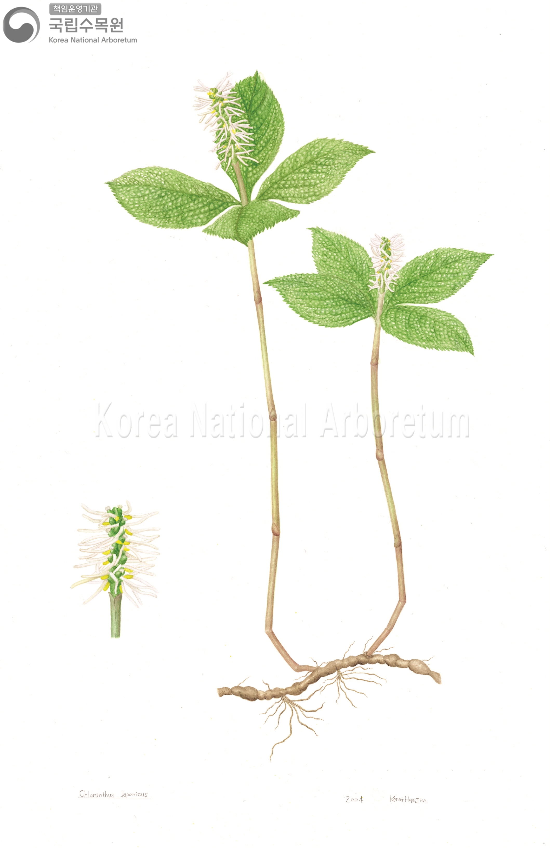 Plant Illustration Detailed View