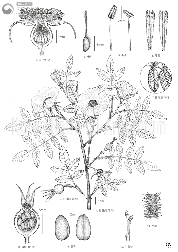 Plant Illustration Detailed View