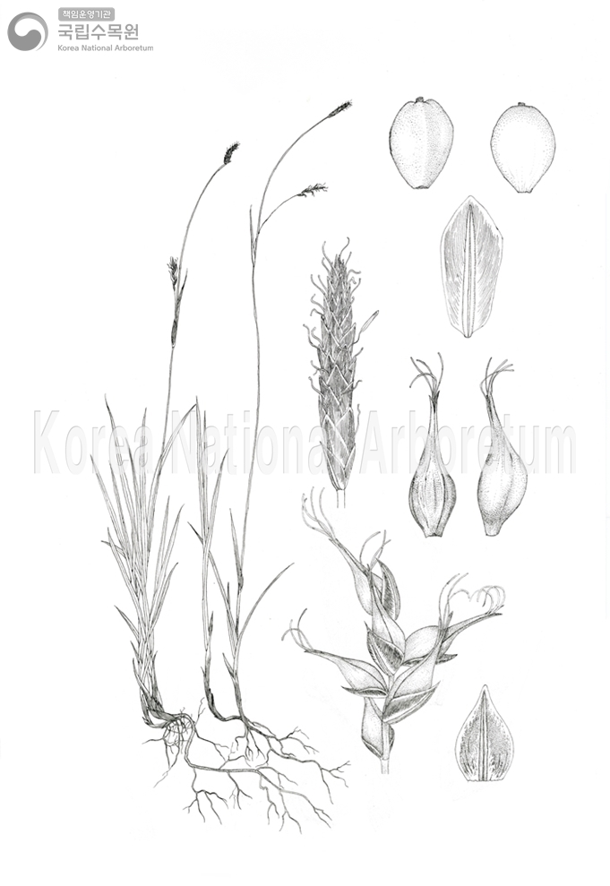 Plant Illustration Detailed View