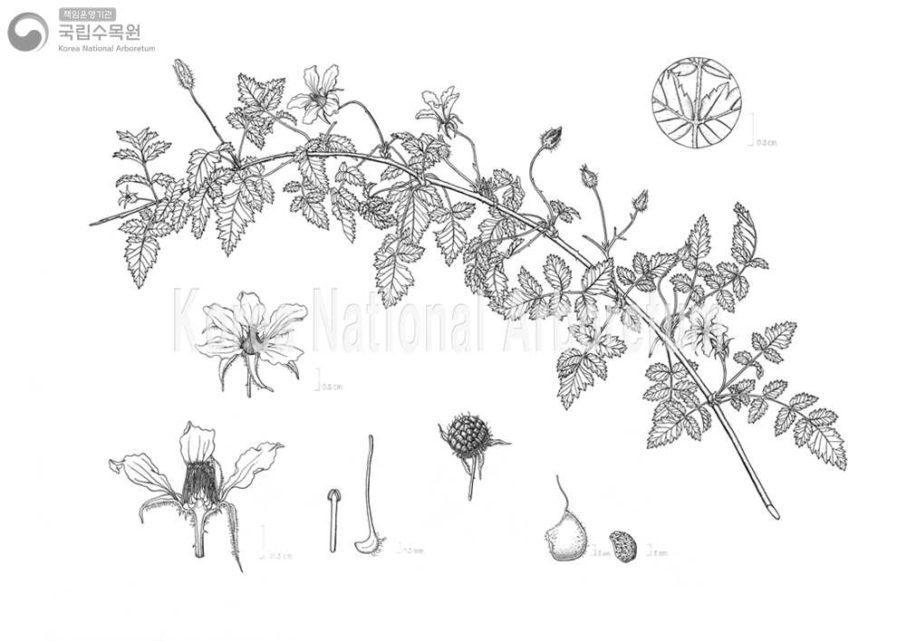 Plant Illustration Detailed View