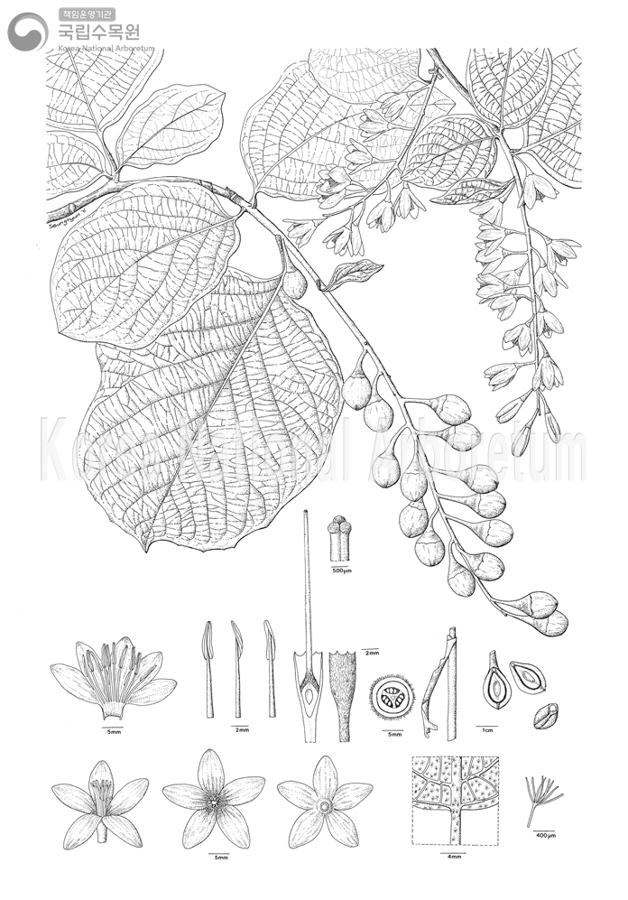 Plant Illustration Detailed View