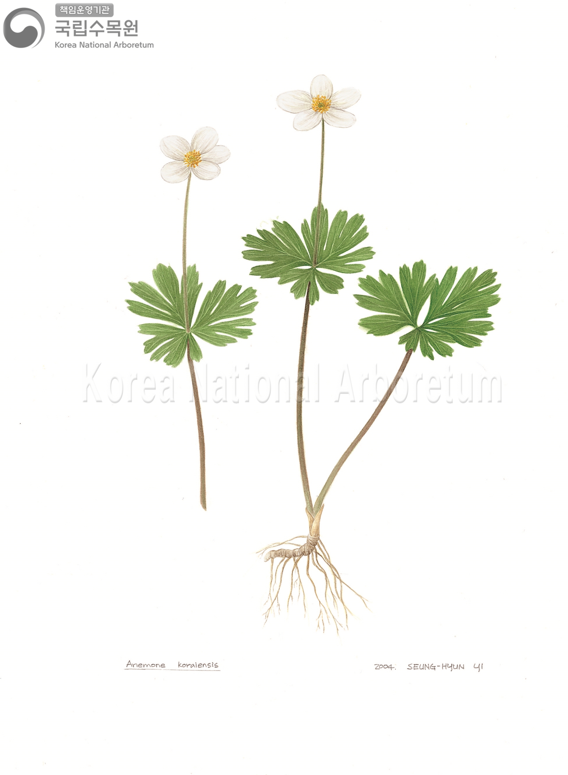 Plant Illustration Detailed View