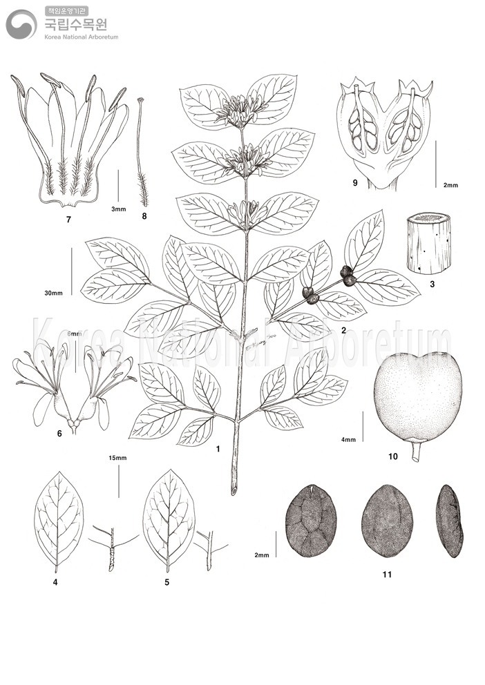 Plant Illustration Detailed View