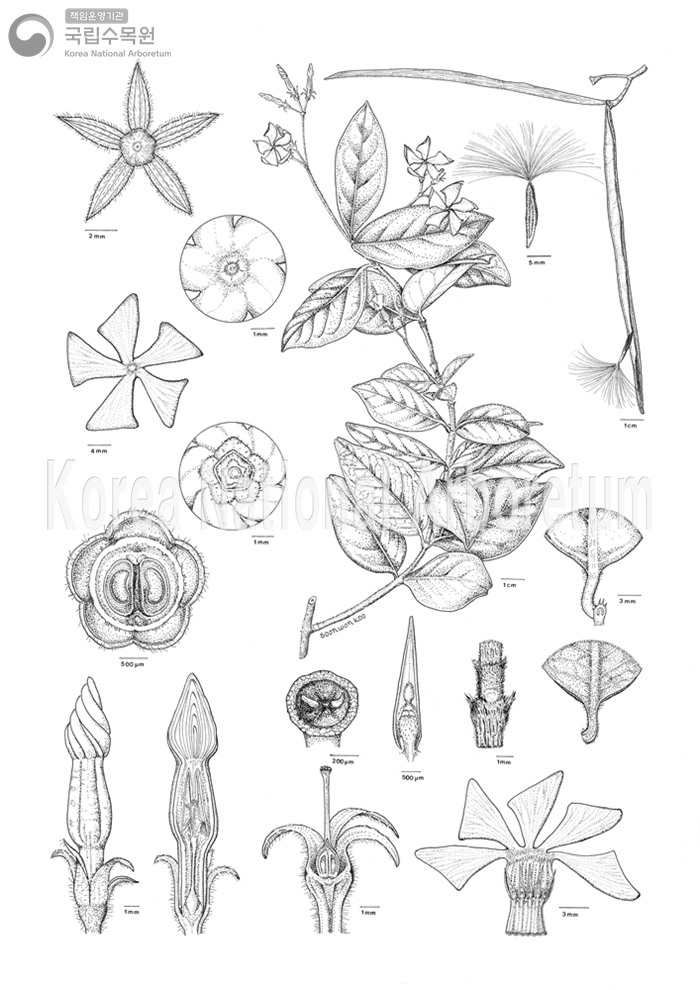 Plant Illustration Detailed View