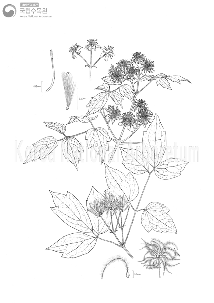 Plant Illustration Detailed View