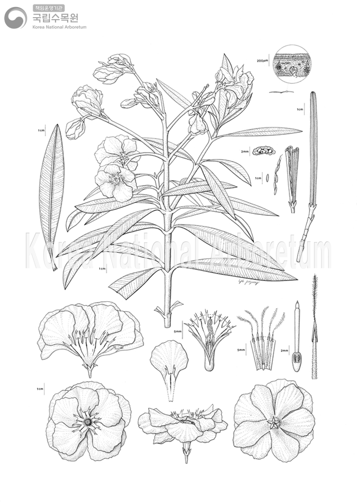 Plant Illustration Detailed View