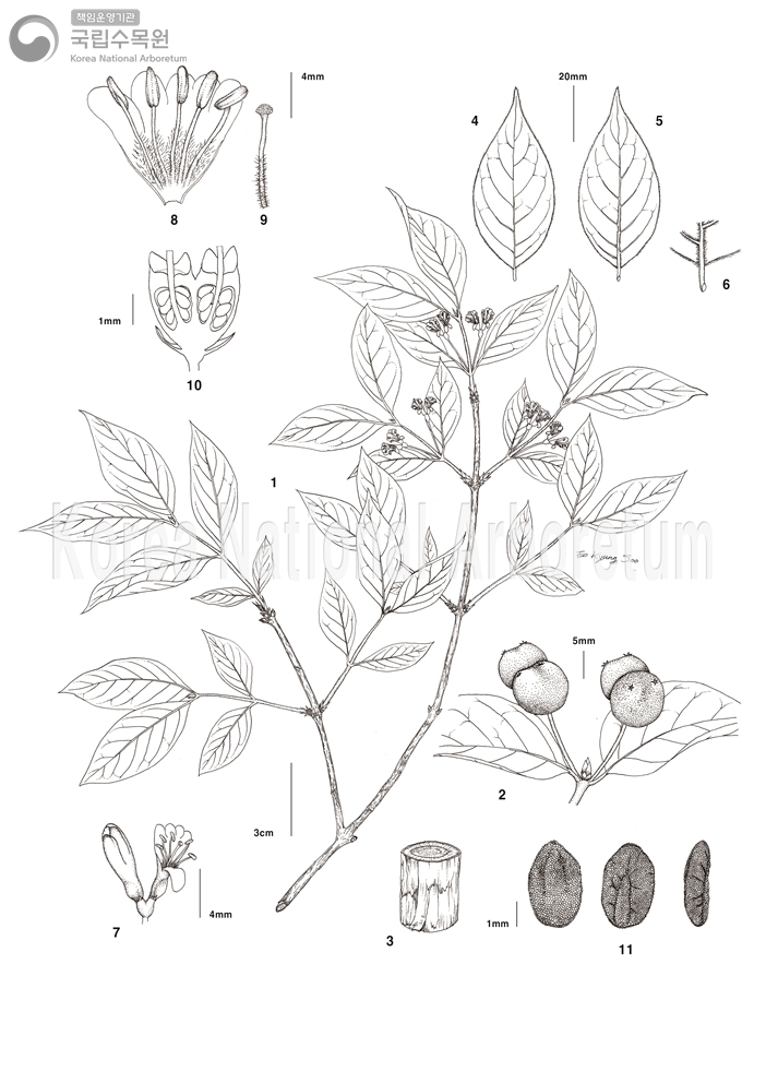 Plant Illustration Detailed View