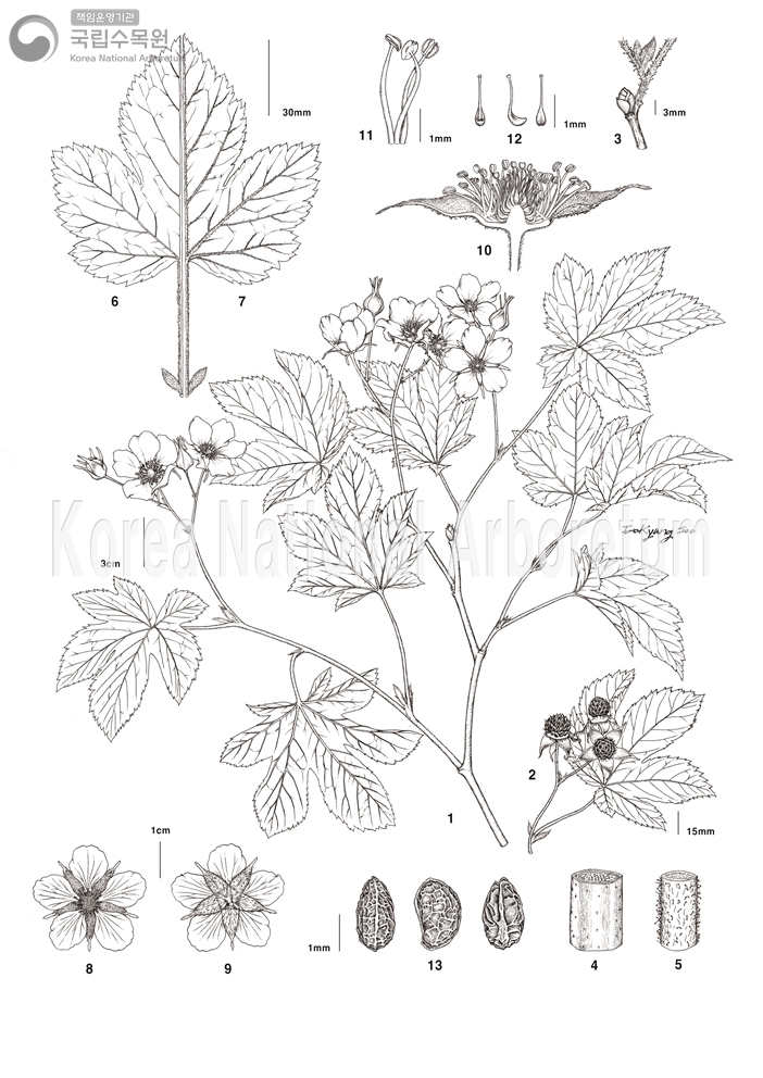 Plant Illustration Detailed View