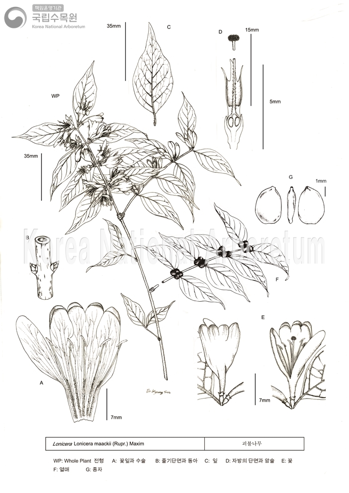 Plant Illustration Detailed View