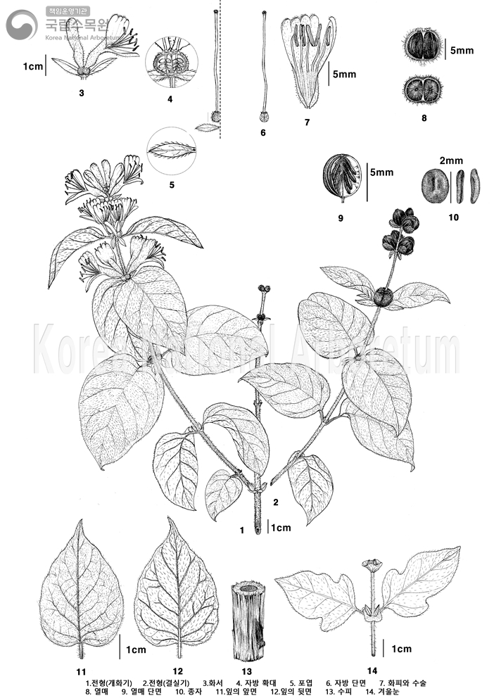 Plant Illustration Detailed View