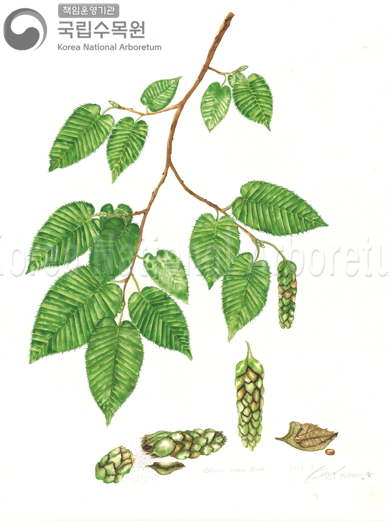 Plant Illustration Detailed View