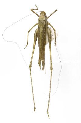 철써기(Mecopoda niponensis (Haan, 1843))