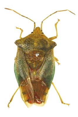 등빨간뿔노린재(Acanthosoma denticaudum Jakovlev, 1880)