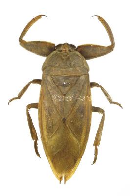 Lethocerus deyrolli (Vuillefroy, 1864)