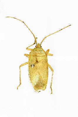 녹두허리노린재(Homoeocerus (Tliponius) marginiventris Dohrn, 1860)