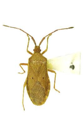 두점배허리노린재(Homoeocerus (Tliponius) unipunctatus (Thunberg, 1783))