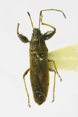 더듬이긴노린재(Pachygrontha antennata antennata (Uhler, 1860))