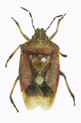 알락수염노린재(Dolycoris baccarum (Linnaeus, 1758))