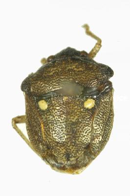 점박이둥글노린재(Eysarcoris guttigerus (Thunberg, 1783))