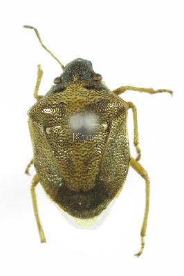 배둥글노린재(Eysarcoris ventralis (Westwood, 1837))