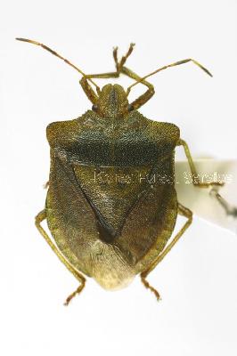 네점박이노린재(Homalogonia obtusa obtusa (Walker, 1868))