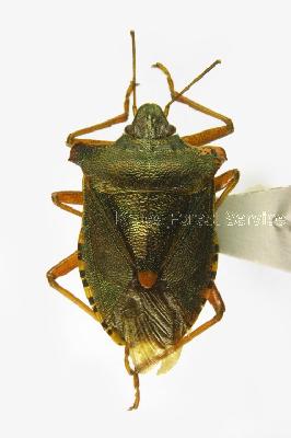 홍다리노린재(Pentatoma rufipes (Linnaeus, 1758))