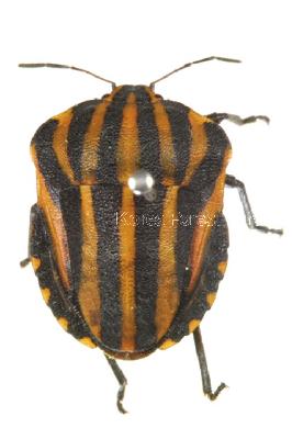 홍줄노린재(Graphosoma rubrolinneatum (Westwood, 1837))