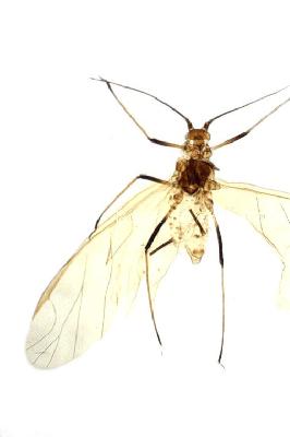 사위질빵수염진딧물(Macrosiphum (Macrosiphum) clematifoliae Shinji, 1924)