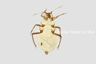 옥수수테두리진딧물(Rhopalosiphum maidis (Fitch, 1856))