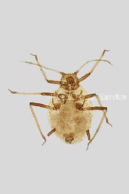 붉은테두리진딧물(Rhopalosiphum rufiabdominale (Sasaki, 1899))