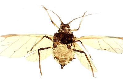 탱자소리진딧물(Aphis (Toxoptera) aurantii Boyer de Fonscolombe, 1841)