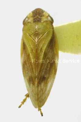 솔거품벌레(Tilophora flavipes (Uhler, 1896))