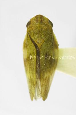 애흰띠거품벌레(Aphrophora obliqua Uhler, 1896)