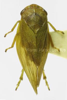 뒷눈무늬거품벌레(Tobiphora rugosa (Matsumura, 1903))